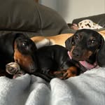 🐾Otto & Betsy🐾 - @ottoandbetsy - Instagram