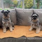 Otto and Betsy 💗 - @miniottobetsyschnauzer - Instagram