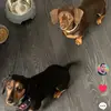 Betsyandpiperandtilliemeow - @betsyandpipe - TikTok