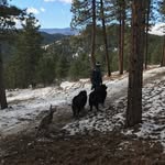 Betsy Rich - @friendsofevergreendogpark - Instagram