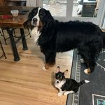 Betsy Rich - @gizmoandenzoaretwins - Instagram
