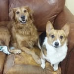 Betsy Ring - @luckydogsbest - Instagram