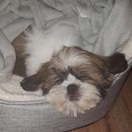 Betsy Ritchie - @betsyboo_zuchon - Instagram