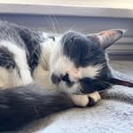 Cindy, Betsy & Root Beer - @bellethetabbycat - Instagram