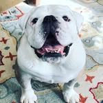 Rootbeer The English Bulldog - @rootbeerandbetsy - Instagram