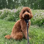 Betsy Rose - @betsyrosedoodle - Instagram