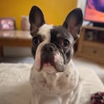 Betsy Rowe 🌼 - @frenchie.betsy1 - Instagram