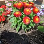 Betty Roy - Facebook