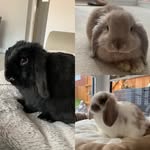 Kipling, Betsy & Sam - @kipling_betsy_samthehousebunny - Instagram