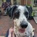 Betsy Sutton - Facebook