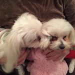 Betsy Bell Ward - @betsyward2888 - Instagram