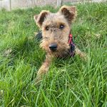 🌈🐾 Betsy 🐾🌈 - @betsythewelshie - Instagram