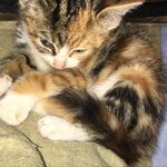 Betsy The Cat - @_betsy_welsh.cat - Instagram