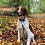 @betsy_welshspringerspaniel - Instagram