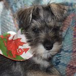 Betsy’s Adventures - @betsy_welsh_schnauzer - Instagram