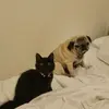 Betty White - @bettywhitekitty - TikTok
