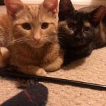 Winter, Betsy and Gizmo - @winter_andbetsy - Instagram