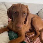 Bette Porter - @bette.the.vizsla - Instagram