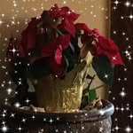Betty Mann-Miller - @bettymannmiller - Instagram
