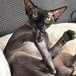 BATMAN - @bettie_waller - Instagram