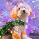 Bettie White The Yorkiepoo - @bettiewhitetheyorkiepoo - Instagram