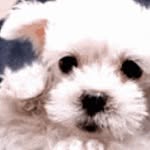 Betty Wolf - @evelvr3 - Instagram