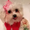 bettyballoonss - @lasocurrenciasdelily - TikTok