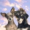 Betty & Bean - @betty_and_bean - TikTok