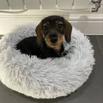 Betty Cameron - @bettytheminidax - Instagram