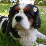 🐶🐾 BETTY ON TOUR 🏔️🏝️ - @cavalier_betty - Instagram