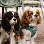 Benjamin&Betty - @benji_betty_cavaliers - Instagram