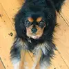Betsy the Cavalier - @betsyismyname - TikTok