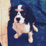 Bette Cavalier🐶 - @bette_cavalier - Instagram