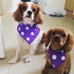 @betty.and.daphne.the.cavaliers - Instagram