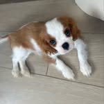 @betty.princess.cavalier - Instagram