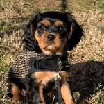 Betty 🐾 - @betty_thecavalier - Instagram
