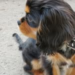 Betty - @betty.cavalier - Instagram