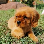Betty - @betty.thecavalier - Instagram