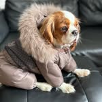 BETTY - @betty_cavalier25 - Instagram