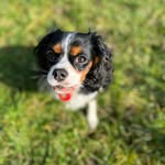 Betty - @betty_cavalier_ - Instagram