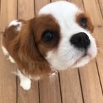 𝓑𝓮𝓽𝓽𝔂 - @betty_cavalier_king - Instagram