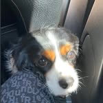 Betty - @betty_cavalier_king_charls_spa - Instagram