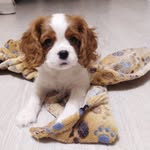 Betty - @betty_cavalier_princess - Instagram