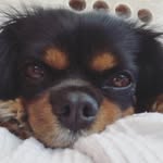 Betty (Bond) - @bettythecavalier - Instagram
