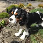 betty♏️ - @cavalier.queen.betty - Instagram