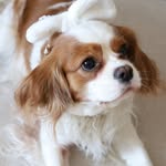 Betty - @cavalier.sweet.betty - Instagram