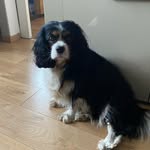 @betty_cavalier_king_charls_sp - Instagram