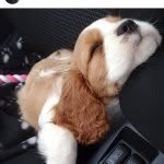 Betty - @cavalierkingbetty - Instagram