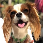 Betty Lucca | The Cavalier - @bettyythecavalier - Instagram