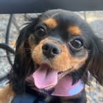 betty the cavalier 🌷 - @my.little.betty - Instagram